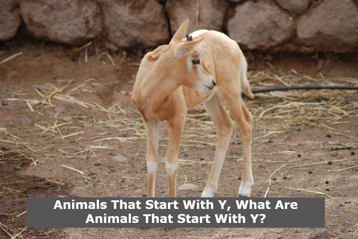 Animals That Start With Y What Are Animals That Start With Y Animals That Start With Y, What Are Animals That Start With Y?